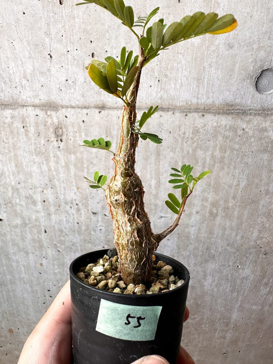 【現品限り】センナ・メリディオナリス 実生【C55】 Senna meridionalis