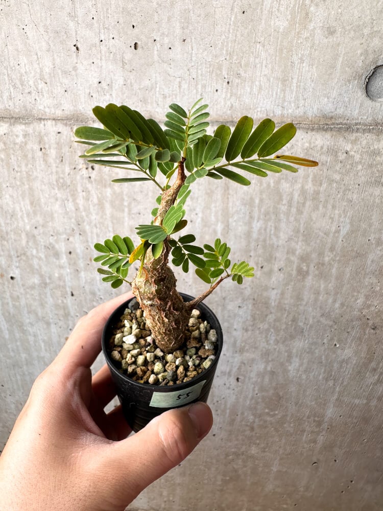 【現品限り】センナ・メリディオナリス 実生【C55】 Senna meridionalis