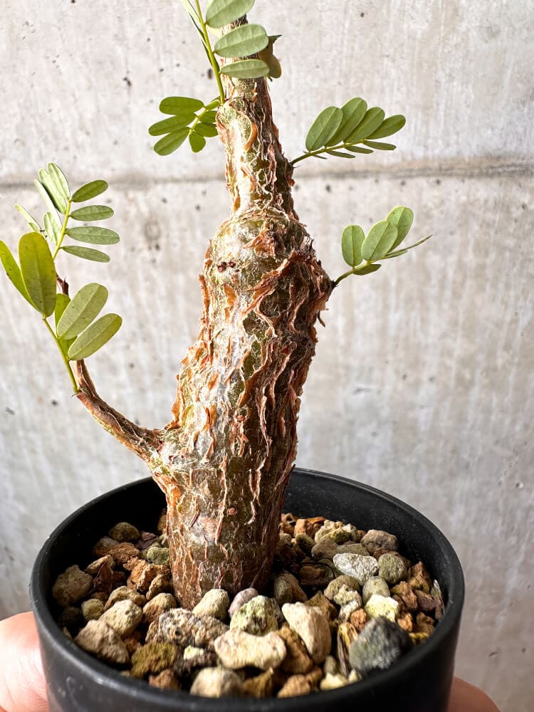 【現品限り】センナ・メリディオナリス 実生【C55】 Senna meridionalis