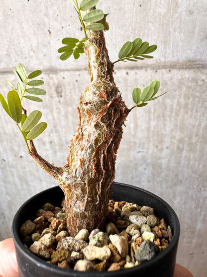 【現品限り】センナ・メリディオナリス 実生【C55】 Senna meridionalis