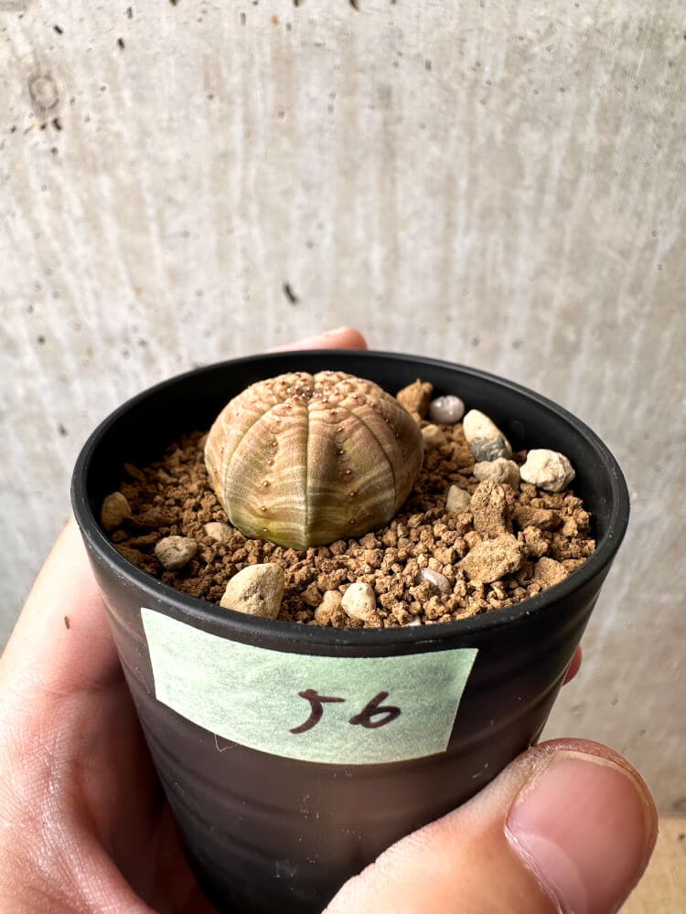 【現品限り】ユーフォルビア・オベサ【C56】 Euphorbia obesa