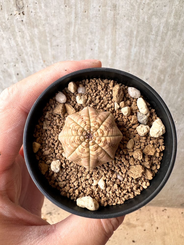 【現品限り】ユーフォルビア・オベサ【C56】 Euphorbia obesa