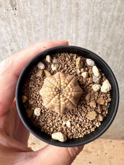 【現品限り】ユーフォルビア・オベサ【C56】 Euphorbia obesa