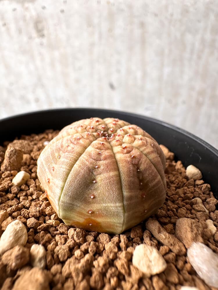 【現品限り】ユーフォルビア・オベサ【C56】 Euphorbia obesa