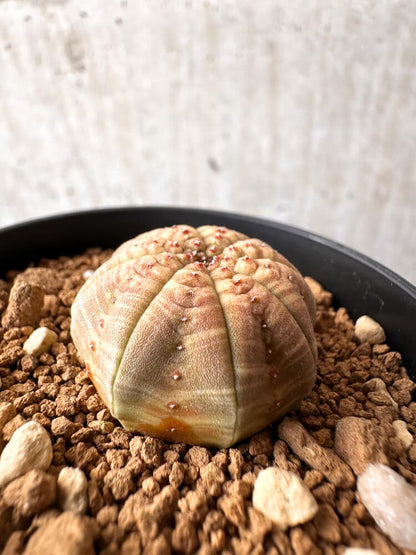 【現品限り】ユーフォルビア・オベサ【C56】 Euphorbia obesa