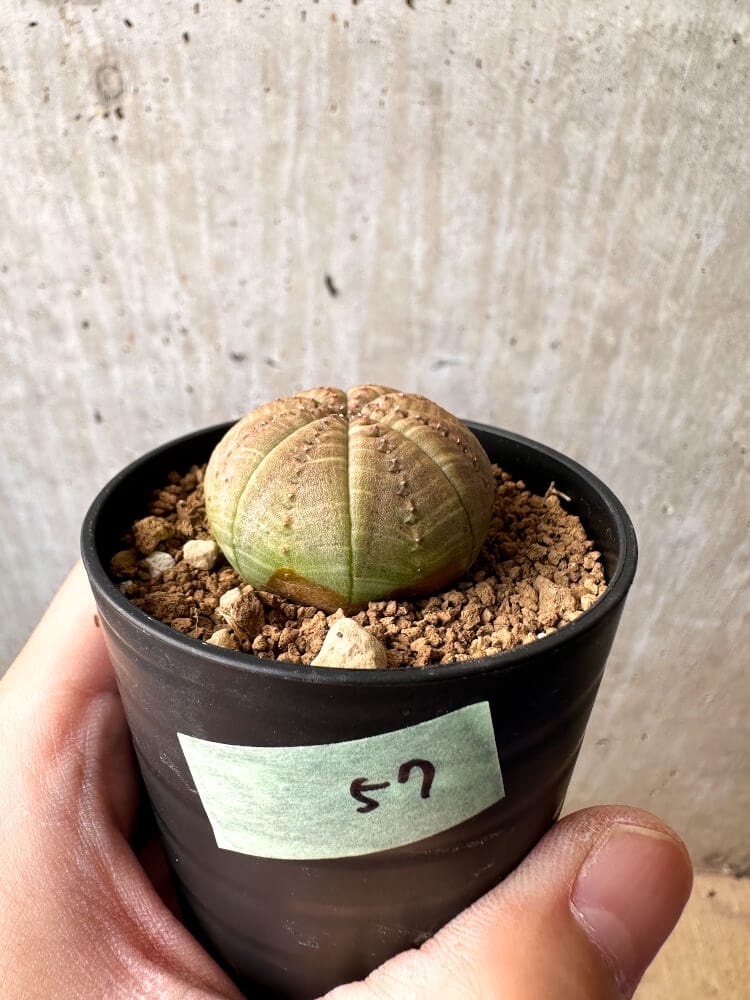 現品限り】ユーフォルビア・オベサ【C57】 Euphorbia obesa 塊根植物