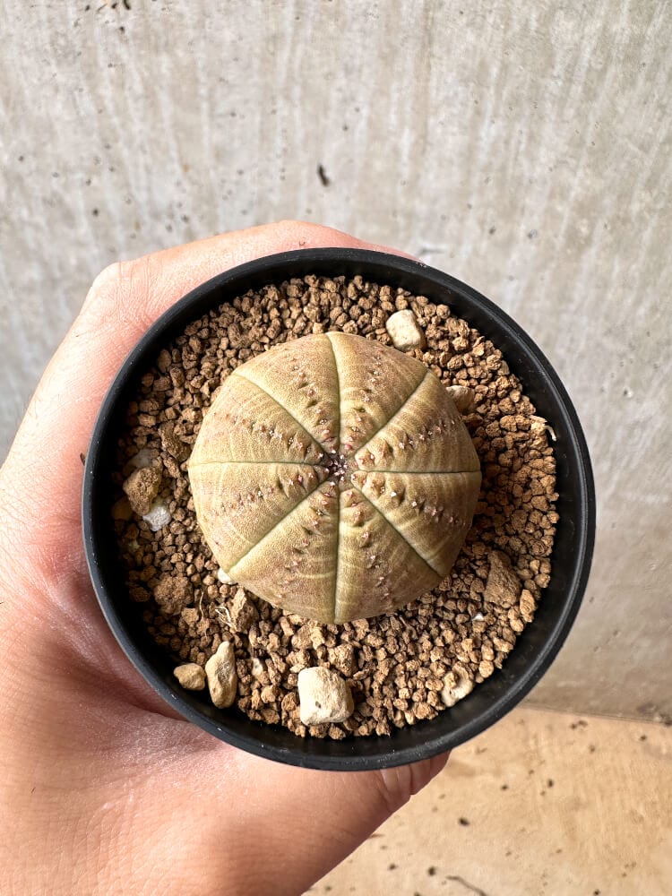 【現品限り】ユーフォルビア・オベサ【C57】 Euphorbia obesa