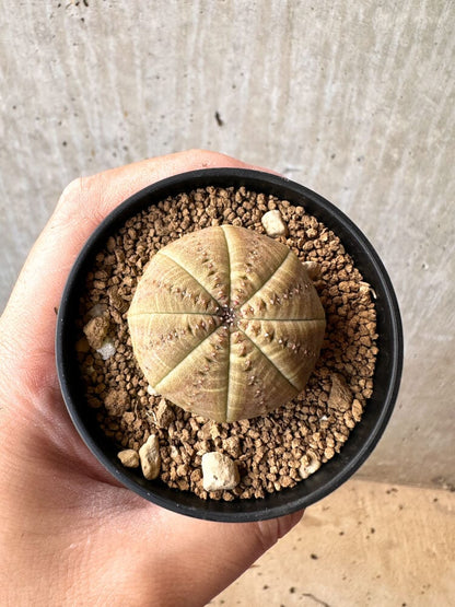 【現品限り】ユーフォルビア・オベサ【C57】 Euphorbia obesa