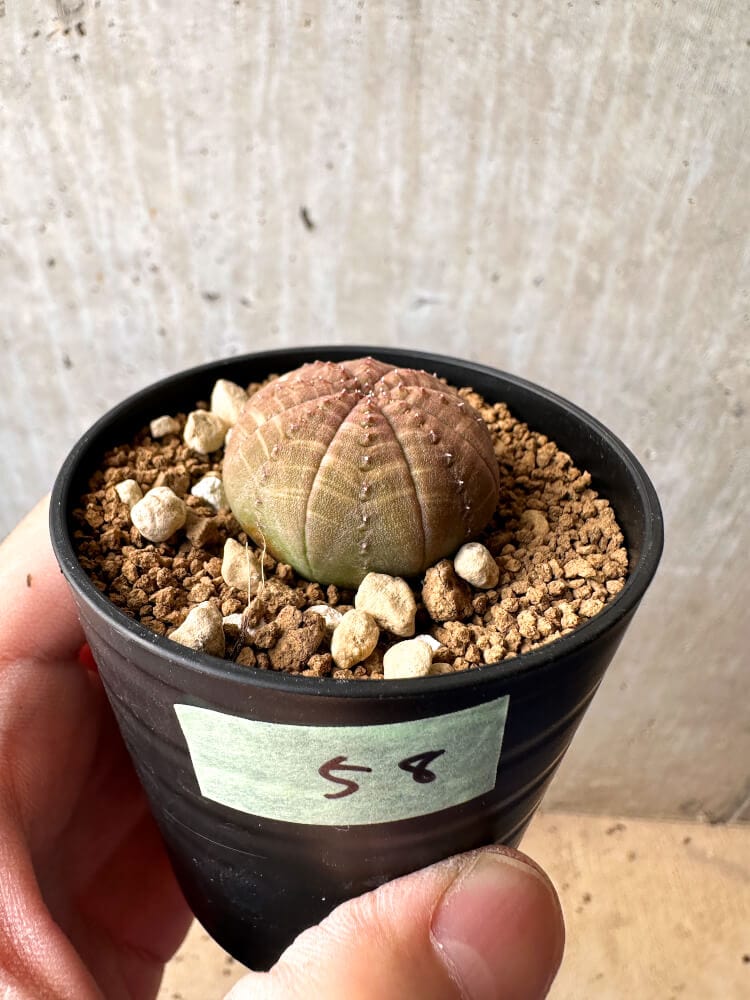 【現品限り】ユーフォルビア・オベサ【C58】 Euphorbia obesa