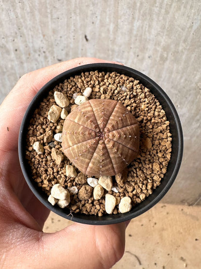 【現品限り】ユーフォルビア・オベサ【C58】 Euphorbia obesa