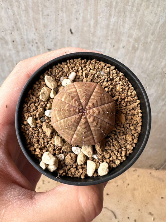 【現品限り】ユーフォルビア・オベサ【C58】 Euphorbia obesa