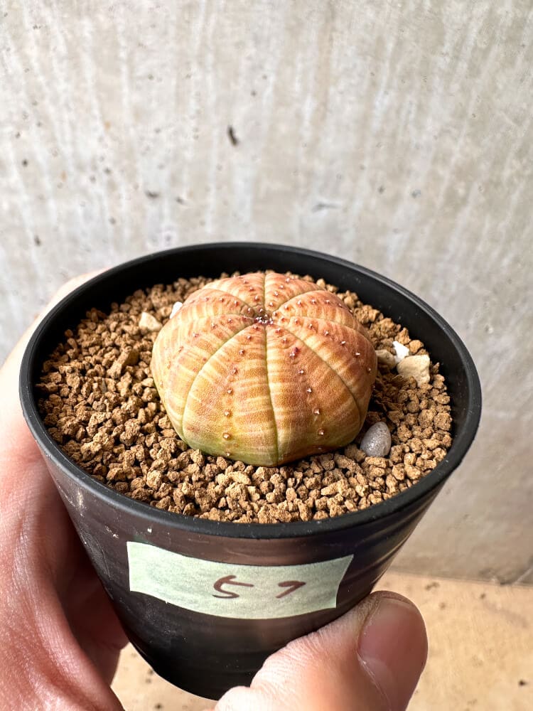 【現品限り】ユーフォルビア・オベサ【C59】 Euphorbia obesa