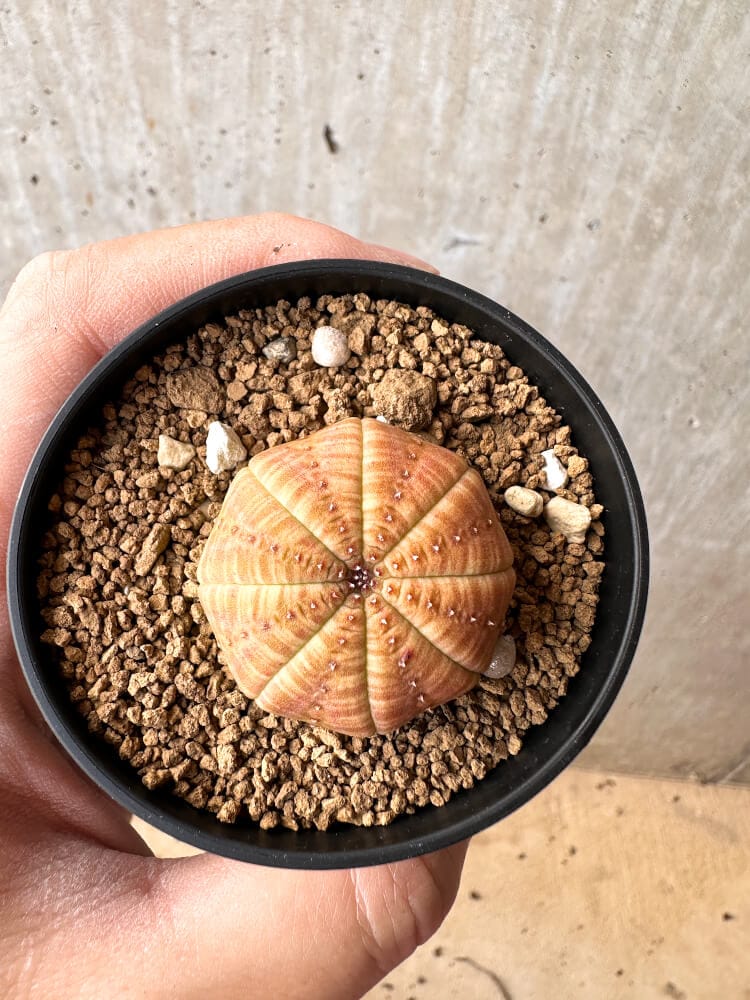 現品限り】ユーフォルビア・オベサ【C59】 Euphorbia obesa 塊根植物