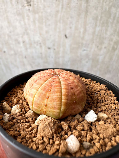 【現品限り】ユーフォルビア・オベサ【C59】 Euphorbia obesa