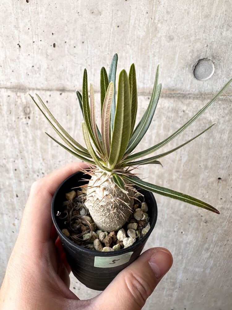 現品限り】パキポディウム・グラキリス 実生【C5】 Pachypodium