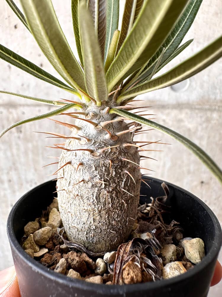 現品限り】パキポディウム・グラキリス 実生【C5】 Pachypodium