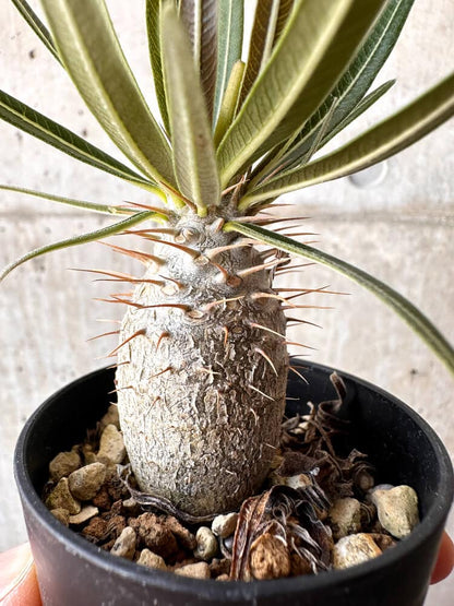 【現品限り】パキポディウム・グラキリス 実生【C5】 Pachypodium gracilius