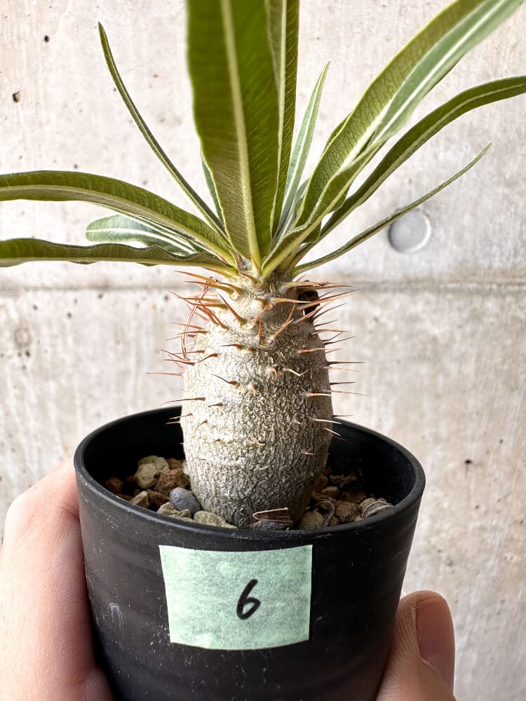 【現品限り】パキポディウム・グラキリス 実生【C6】 Pachypodium gracilius