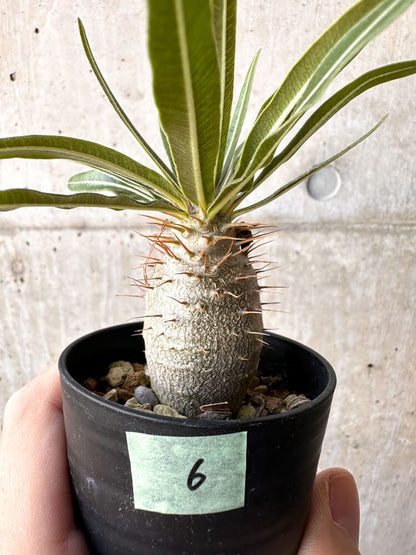 【現品限り】パキポディウム・グラキリス 実生【C6】 Pachypodium gracilius