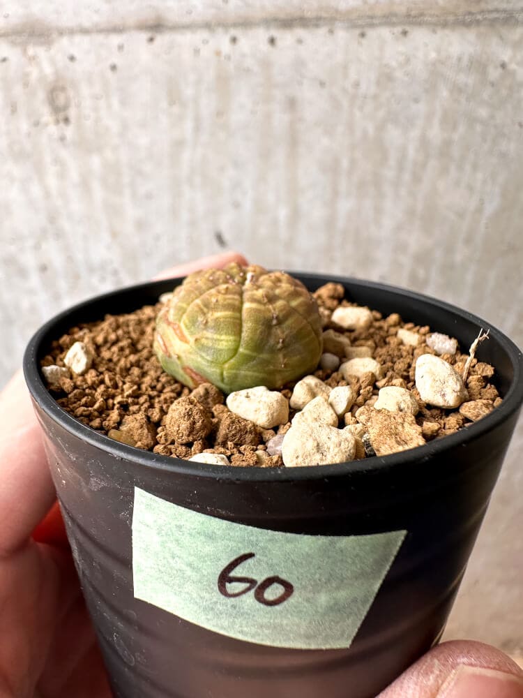 【現品限り】ユーフォルビア・オベサ【C60】 Euphorbia obesa