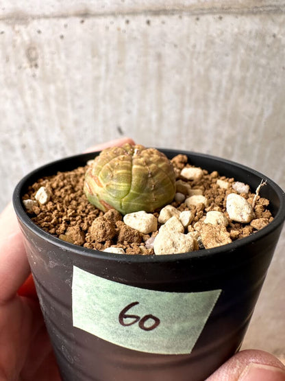 【現品限り】ユーフォルビア・オベサ【C60】 Euphorbia obesa