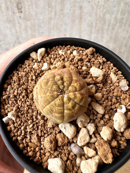 【現品限り】ユーフォルビア・オベサ【C60】 Euphorbia obesa