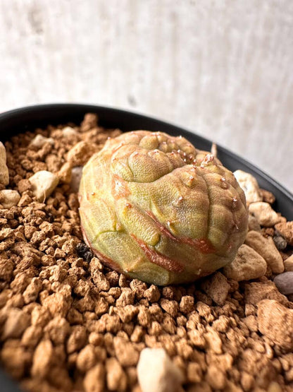 【現品限り】ユーフォルビア・オベサ【C60】 Euphorbia obesa