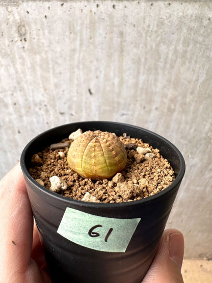 【現品限り】ユーフォルビア・オベサ【C61】 Euphorbia obesa