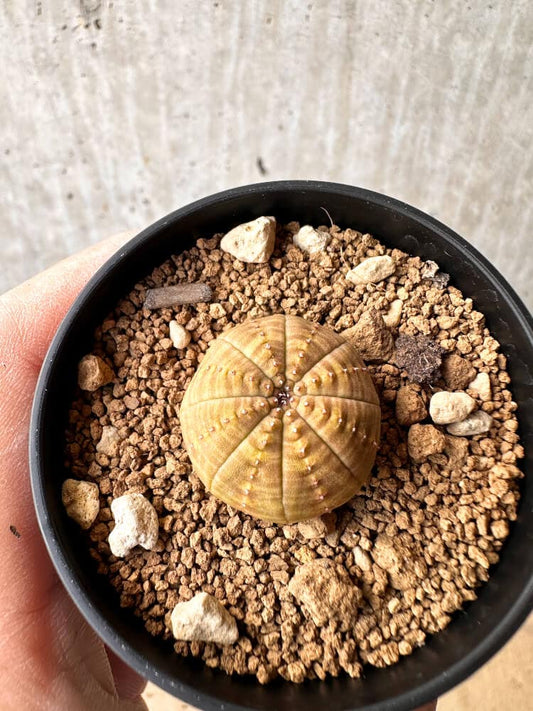 【現品限り】ユーフォルビア・オベサ【C61】 Euphorbia obesa