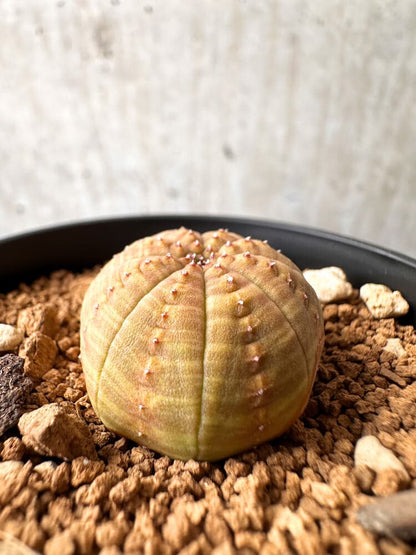 【現品限り】ユーフォルビア・オベサ【C61】 Euphorbia obesa