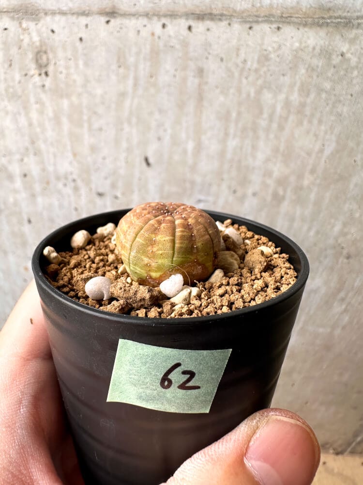 【現品限り】ユーフォルビア・オベサ【C62】 Euphorbia obesa