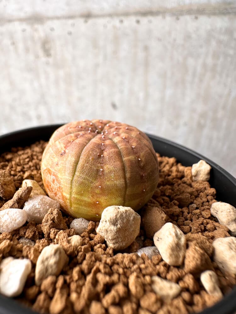 【現品限り】ユーフォルビア・オベサ【C62】 Euphorbia obesa