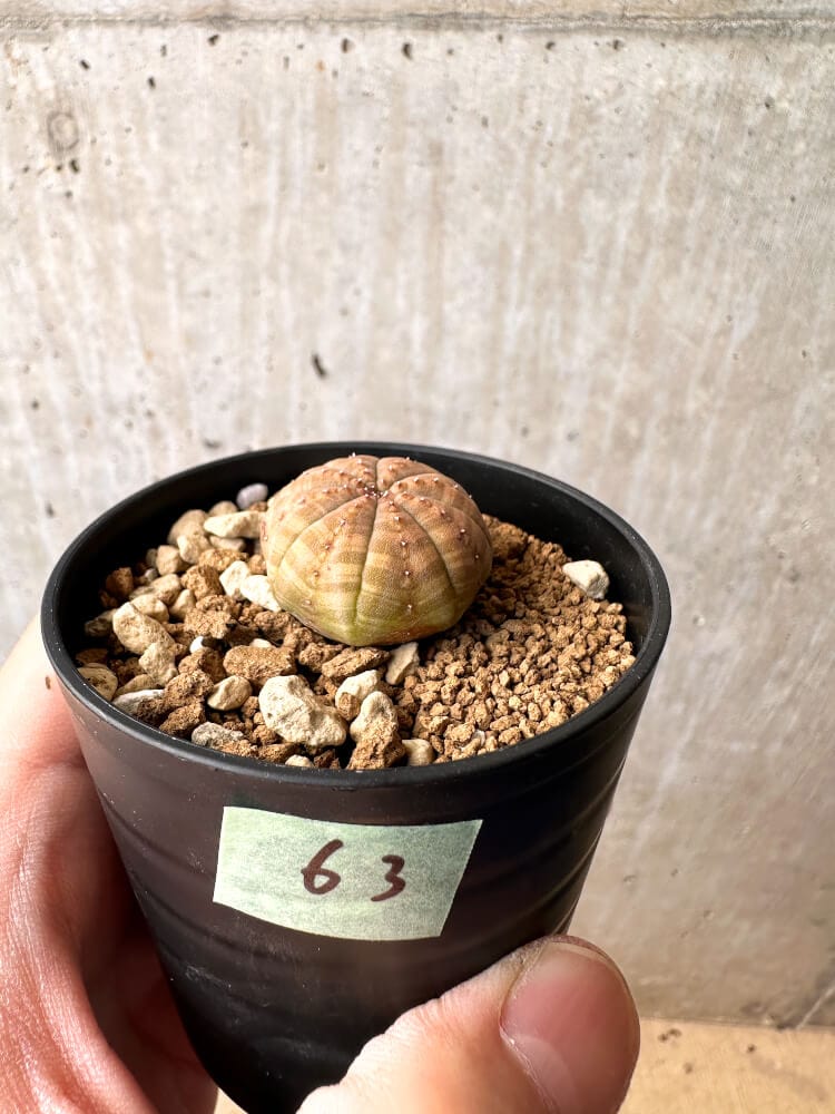 【現品限り】ユーフォルビア・オベサ【C63】 Euphorbia obesa