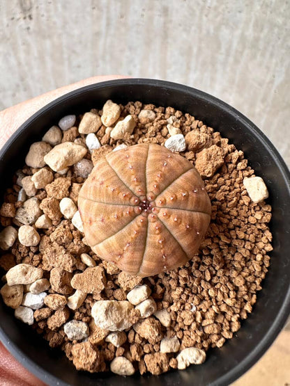 【現品限り】ユーフォルビア・オベサ【C63】 Euphorbia obesa