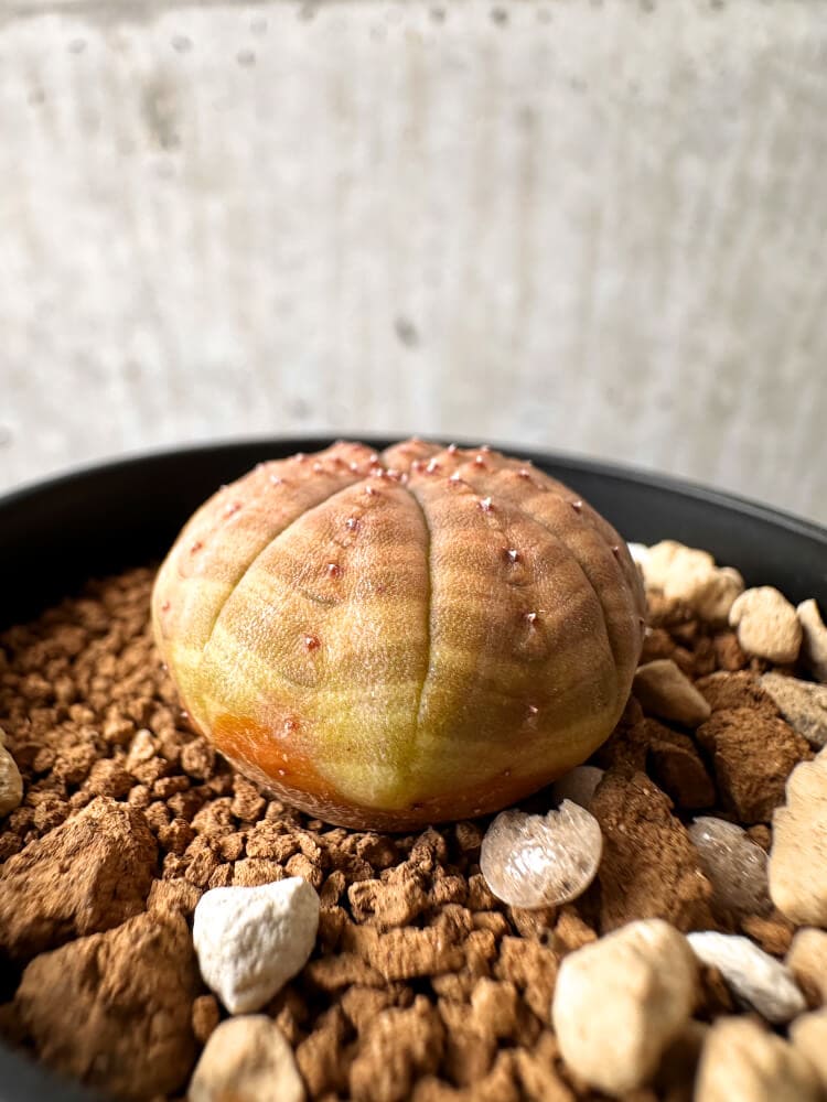 【現品限り】ユーフォルビア・オベサ【C63】 Euphorbia obesa