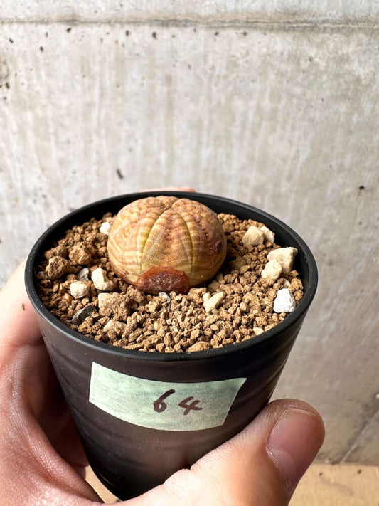 【現品限り】ユーフォルビア・オベサ【C64】 Euphorbia obesa