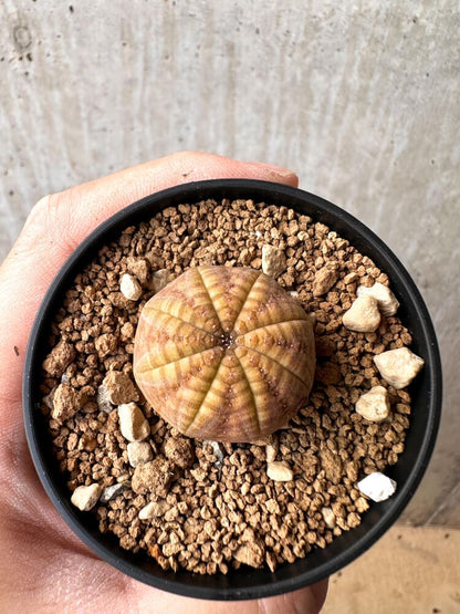 【現品限り】ユーフォルビア・オベサ【C64】 Euphorbia obesa