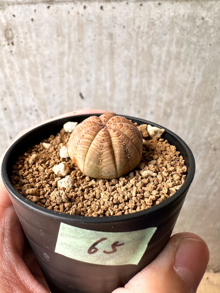 【現品限り】ユーフォルビア・オベサ【C65】 Euphorbia obesa