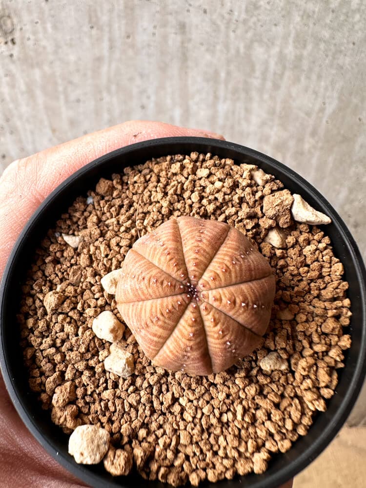 【現品限り】ユーフォルビア・オベサ【C65】 Euphorbia obesa