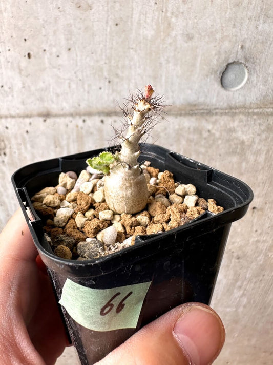 【現品限り】ヤトロファ・マルギナータ【C66】 Jatropha marginata