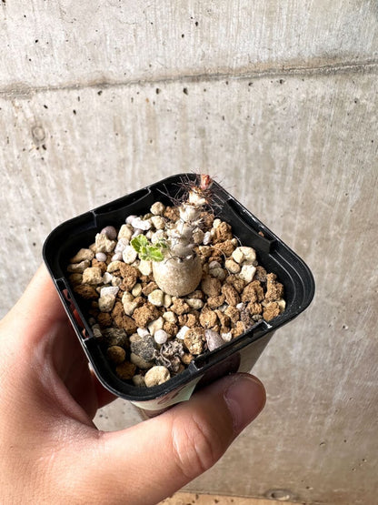 【現品限り】ヤトロファ・マルギナータ【C66】 Jatropha marginata