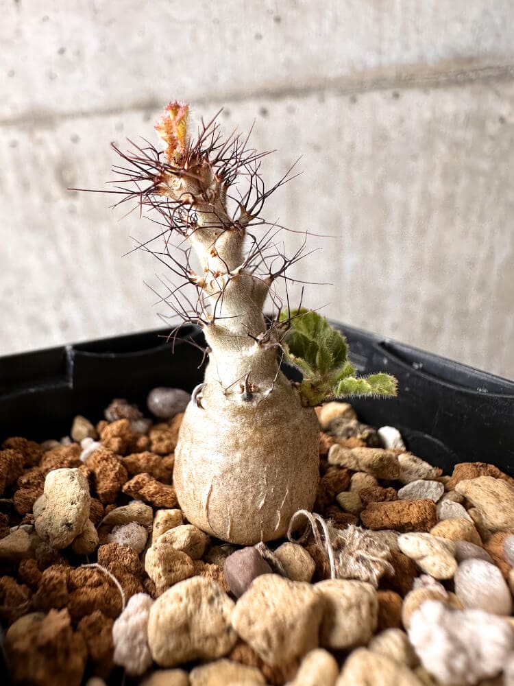 【現品限り】ヤトロファ・マルギナータ【C66】 Jatropha marginata