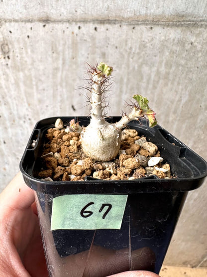 【現品限り】ヤトロファ・マルギナータ【C67】 Jatropha marginata