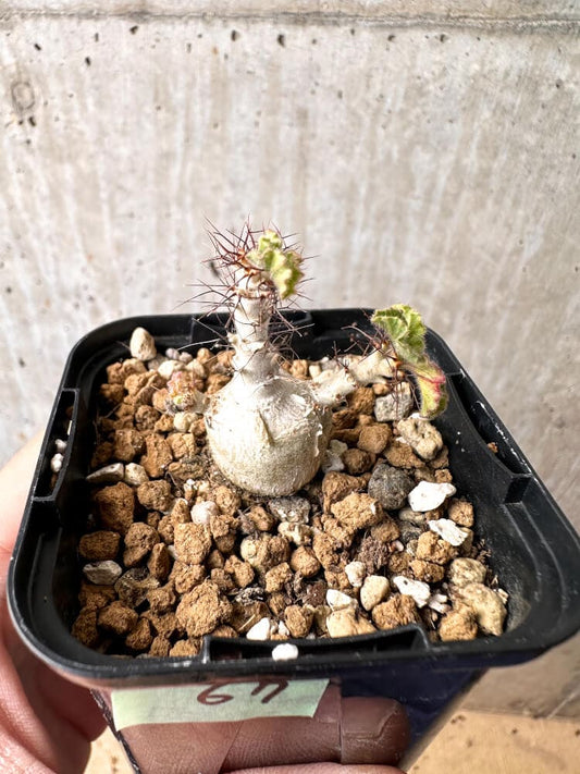 【現品限り】ヤトロファ・マルギナータ【C67】 Jatropha marginata