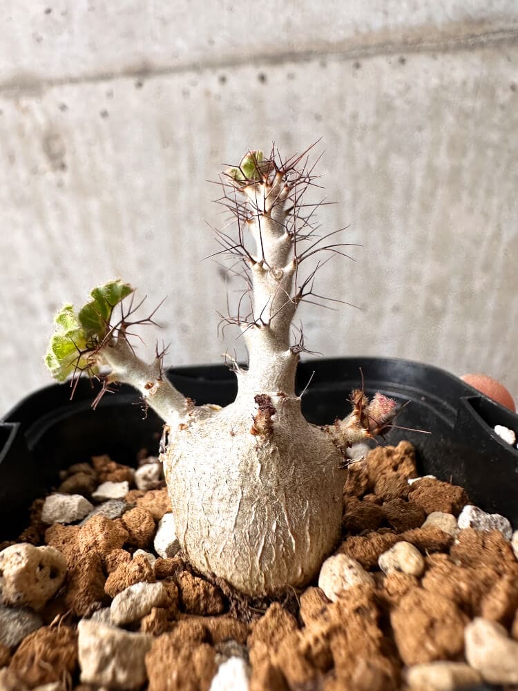 【現品限り】ヤトロファ・マルギナータ【C67】 Jatropha marginata