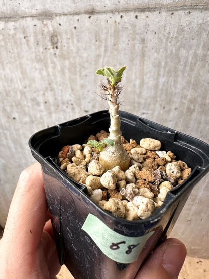 【現品限り】ヤトロファ・マルギナータ【C68】 Jatropha marginata