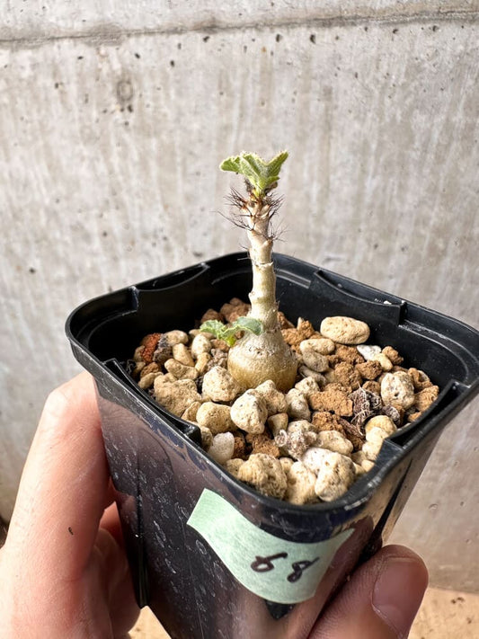 【現品限り】ヤトロファ・マルギナータ【C68】 Jatropha marginata