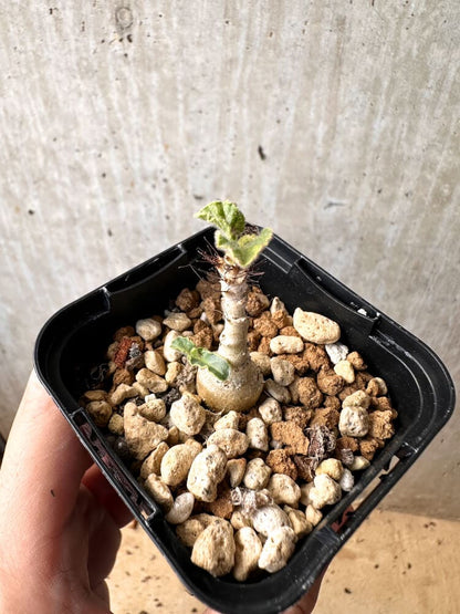 【現品限り】ヤトロファ・マルギナータ【C68】 Jatropha marginata