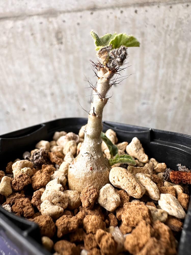 【現品限り】ヤトロファ・マルギナータ【C68】 Jatropha marginata