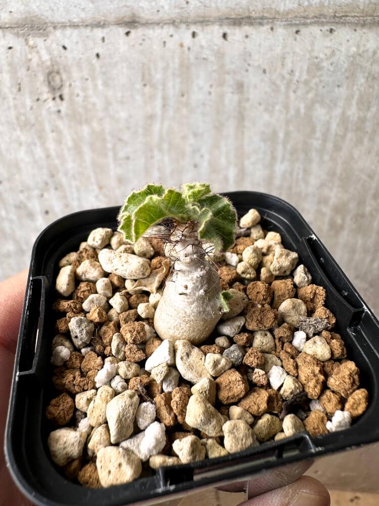現品限り】ヤトロファ・マルギナータ【C69】 Jatropha marginata 塊根